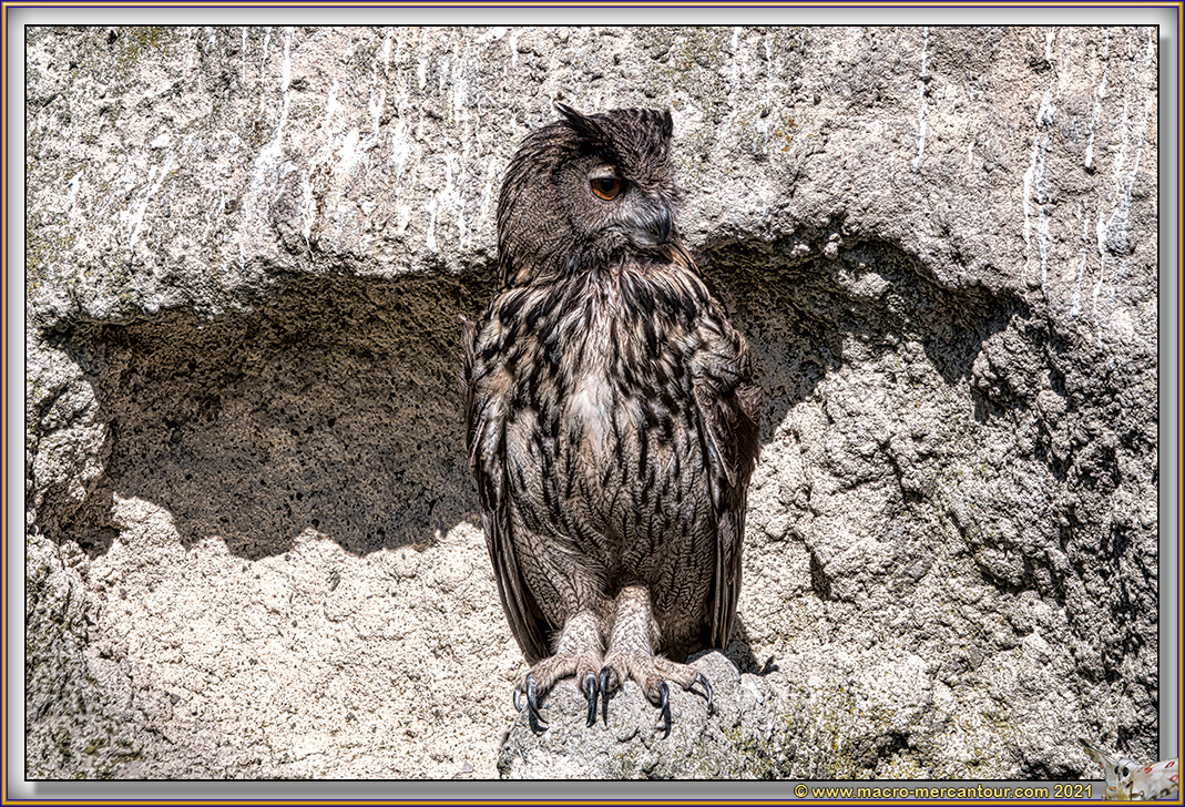 GRAND DUC